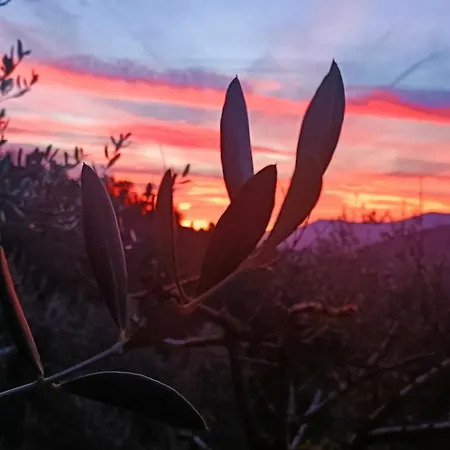 Monaci Templari * سيبورجا