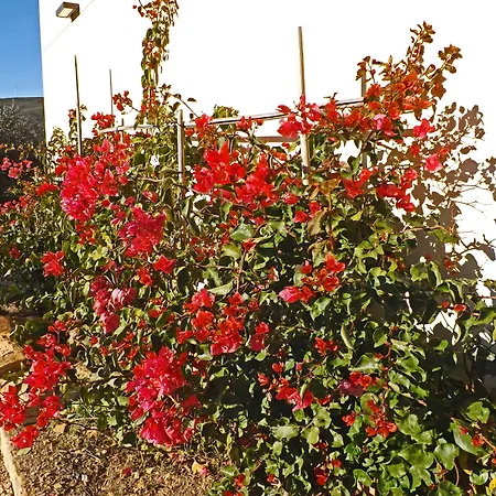 Monaci Templari * سيبورجا