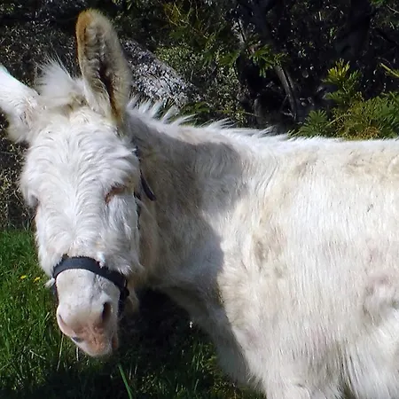 Séjour à la ferme Monaci Templari Seborga