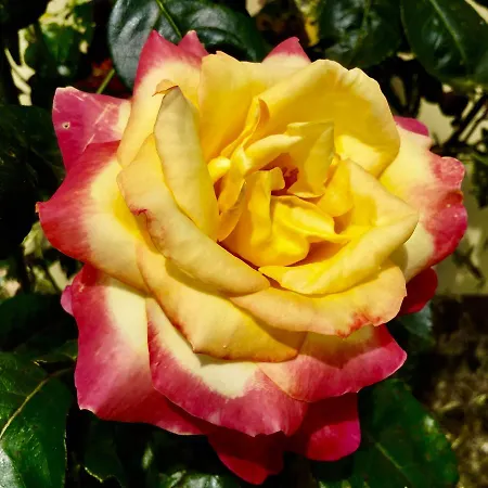 ファームステイ Monaci Templari *