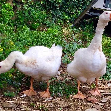 Séjour à la ferme Monaci Templari
