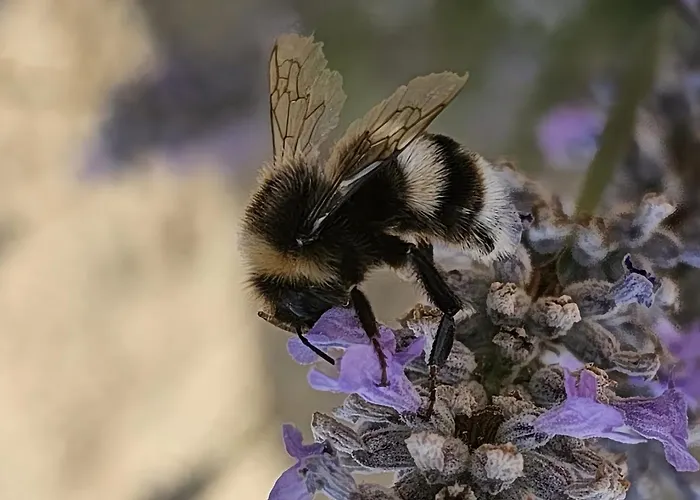 Monaci Templari סבורגה