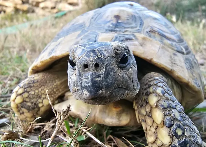 בית חווה Monaci Templari *