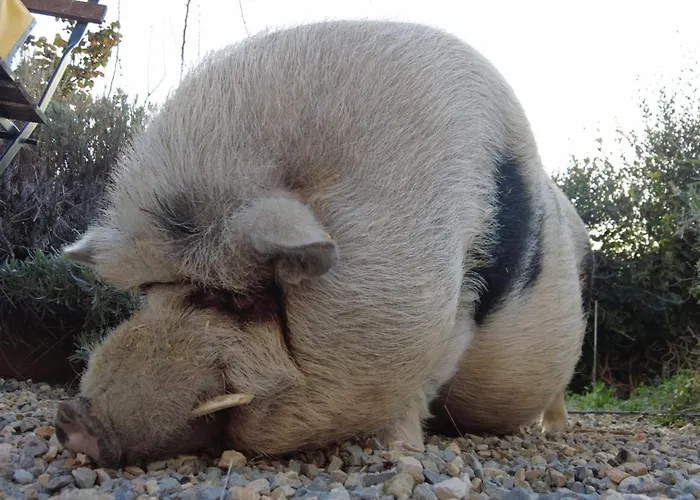 בית חווה Monaci Templari *