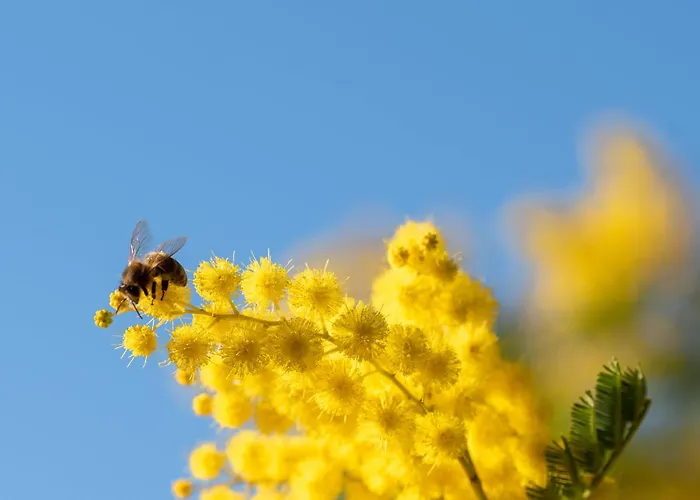 בית חווה Monaci Templari