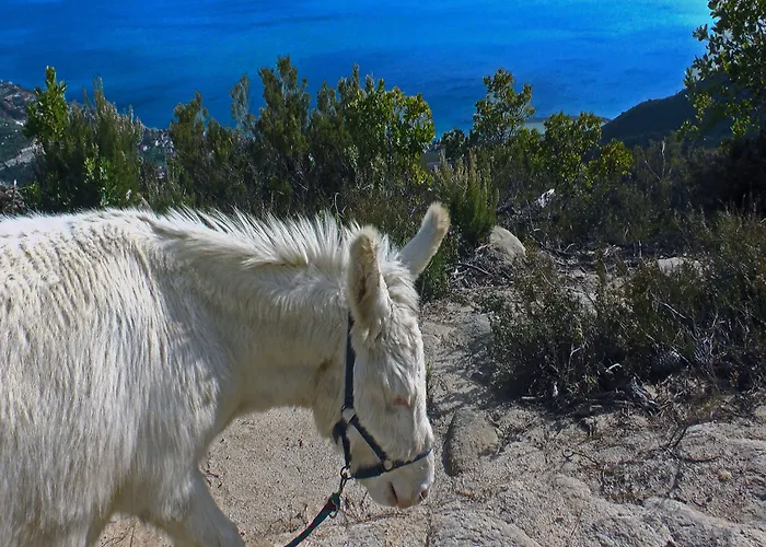 Monaci Templari * סבורגה