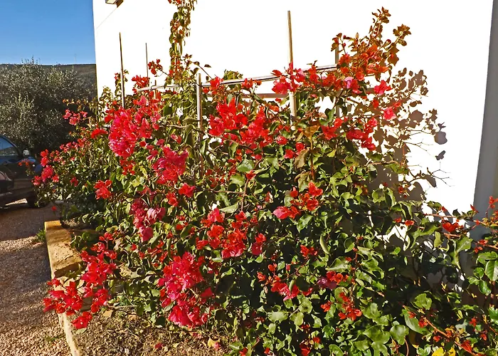 Monaci Templari * סבורגה