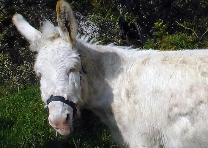 בית חווה Monaci Templari סבורגה