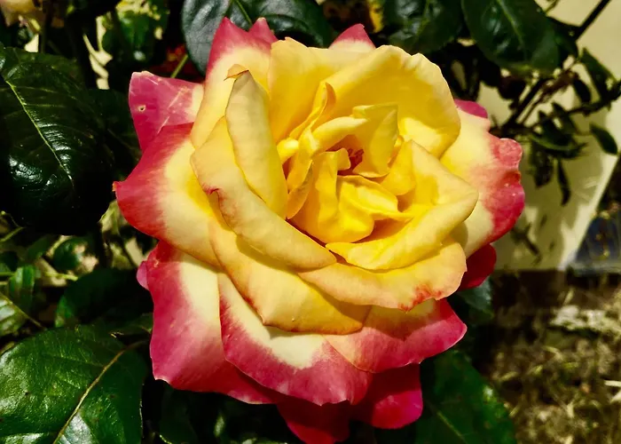 בית חווה Monaci Templari *