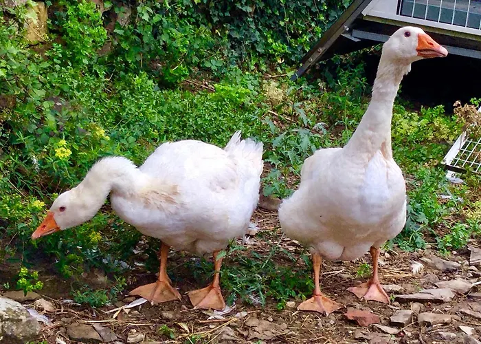 בית חווה Monaci Templari